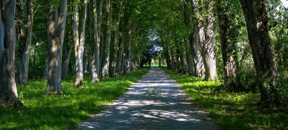 Tree-lined avenue at L’Isle Marie